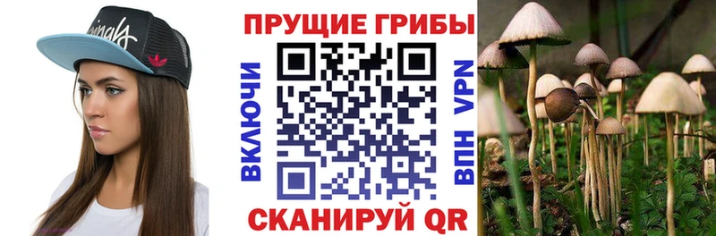 купить   это какой сайт  Псилоцибиновые грибы Psilocybe  Балтийск 