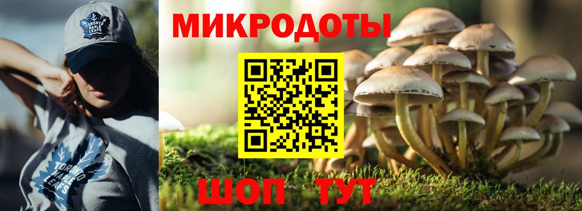 Псилоцибиновые грибы Psilocybine cubensis Балтийск